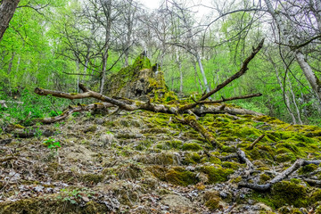 Großer toter Baum im Wald mit Wasserfall im Hintergrund