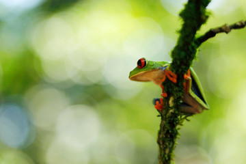 Beautiful amphibian in the night forest. Detail close-up of frog red eye, hidden in green vegetation. Red-eyed Tree Frog, Agalychnis callidryas, animal with big eyes, in nature habitat, Costa Rica.