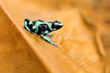 Poison frog from Amazon tropic forest, Costa Rica . Green Black Poison Dart Frog, Dendrobates auratus, in nature habitat. Beautiful motley frog from tropic forest in South America. Animal Amazon.
