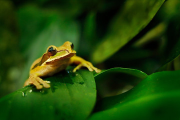 Frog in the gren nature. Masked Smilisca, Smilisca phaeota, exotic tropical green frog from Costa Rica, close-up portrait. Wildlife scene from nature.