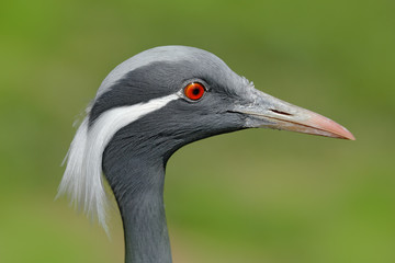 Detail portrait of beautiful crane. Bird in green nature habitat, India, Asia. Wildlife scene from nature. crane portrait. Demoiselle Crane, Anthropoides virgo, bird hidden in the grass near the water