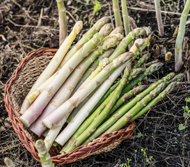 Harvest of white and green asparagus in wicker basket.