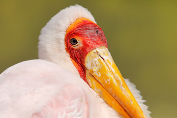 Detail close-up portrait of Yellow-billed Stork, Mycteria ibis, sitting in the grass, Okavango delta, Moremi, Botswana. River with bird in Africa. Stork in nature march habitat. Rec and yellow face.