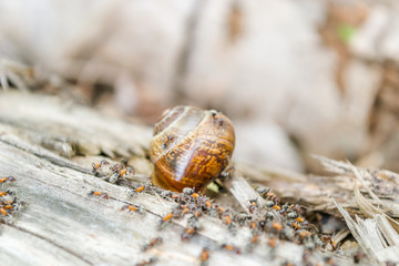 Vineyard snail in its natural environment attacked ants