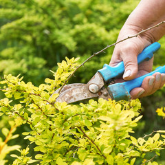 Pruning dead berberis branches with garden clippers