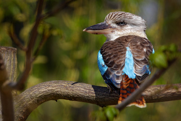 Kingfisher Blue-winged kookaburra, Dacelo leachii, colorful kingfisher from Australia. Bird hidden in the habitat. Wildlife scene from nature.