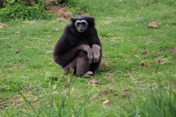 chimpanzé