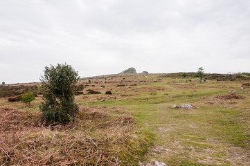 Obraz premium Dartmoor, Devon, Hound Tor, Felsen, Klettern, Heidelandschaft, Moor, Nationalpark, Wanderweg, Südengland