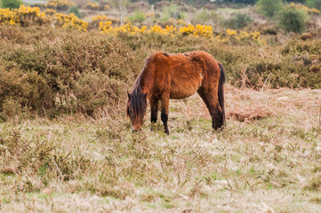 Dartmoor, Devon, Heidelandschaft, Wanderweg, Moor, Naturschutz, Pferde, Frühling, Südengland