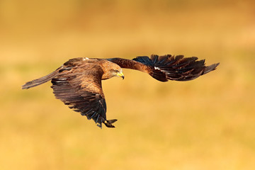 Red kite in flight, Milvus milvus, bird of prey fly above forest tree meadow . Hunting animal with catch. Kite with open wings, Hungary, Europe.