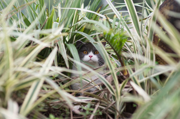 Cute british shorthair playing on the grass
