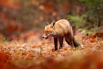 Red fox running on orange autumn leaves. Cute Red Fox, Vulpes vulpes in fall forest. Beautiful animal in the nature habitat. Wildlife scene from the wild nature, France, Europe. Cute animal in habitat