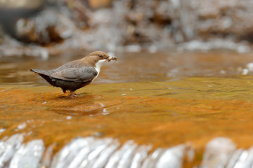 White-throated Dipper,  brown bird with white throat in the river, waterfall in the background, animal behavior in the nature habitat, with food in the bill, nesting time, wildlife Germany.
