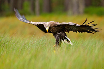White-tailed Eagle, Haliaeetus albicilla, sitting in the green marsh grass, forest in the background. Wildlife scene from nature.