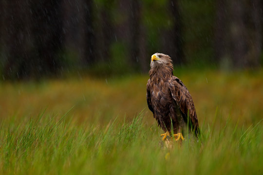 White-tailed Eagle, Haliaeetus albicilla, sitting in the green marsh grass, forest in the background. Wildlife scene from nature, Germany