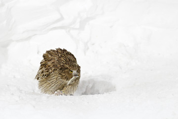 Blakiston's fish owl, caught fish in the bill, largest living species of owl. Bird hunting in cold water with snow. Wildlife scene from winter Hokkaido, Japan. Snow in the wildlife nature, hunting owl