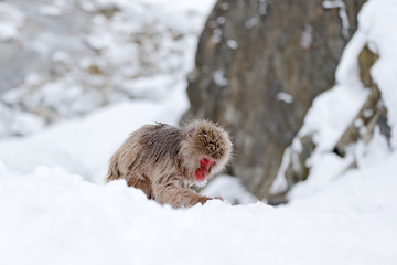Monkey Japanese macaque, Macaca fuscata, sitting on the snow, Hokkaido, Japan.
