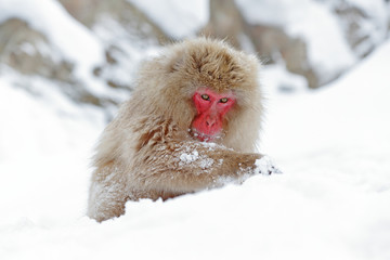 Monkey Japanese macaque, Macaca fuscata, sitting on the snow, Hokkaido, Japan.