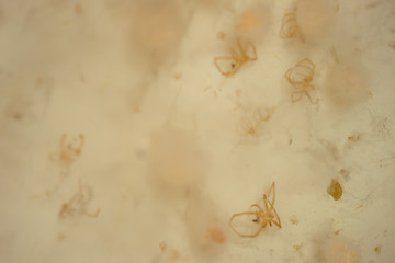 Dry spiders and cocoons in thick web