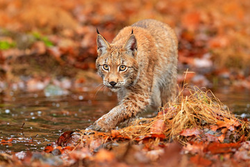 Lynx walking in the orange leaves with water. Wild animal hidden in nature habitat, Germany. Wildlife scene from forest, Germany. Lynx in autumn vegetation in the wood. 