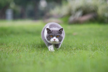 Cute british shorthair playing on the grass