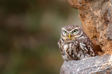 Little Owl, Athene noctua, bird in the nature old urban habitat, stone castle wall in Bulgaria. Wildlife scene from nature. Owl hidden in house with big stone wall.