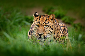 Javan leopard, Panthera pardus melas, portrait of cat in the dark forest. Big wild cat in the green vegetation. Leopard in the nature habitat, Java, Indonesia in Asia. Wildlife nature.