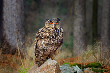 Egle owl in sunset, orange backlight in the forest. Eurasian Eagle Owl sitting on the tree stump in habitat, photo with backlight, bird action scene in the forest, Germany, Europe