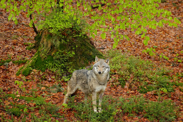 Gray wolf, Canis lupus, in the spring light, in the forest with green leaves. Wolf in the nature habitat. Wild animal in the orange leaves on the ground, Germany.