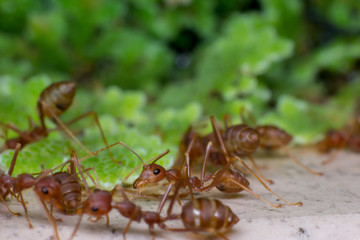 macro ants in nature, animal wildlife, macro of insect, ant in wild