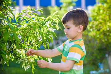 Closeup portrait of little child among branches of blooming spring tree. Child plays active games outdoors