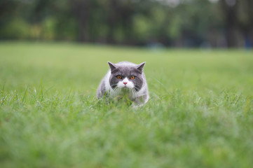 Cute british shorthair playing on the grass