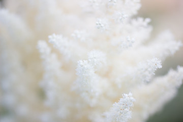 White tender fluffy flowers, soft focus,close up.