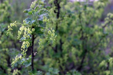 gooseberry flowers macro