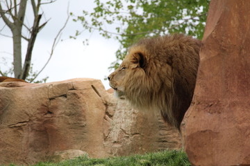 lion