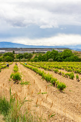 Fototapeta na wymiar Vineyard workers in a Navarre vineyard near Viana, Spain on the Way of St. James, Camino de Santiago