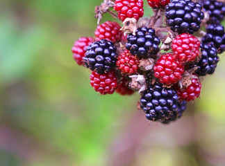 blackberries growing in the wild - close up
