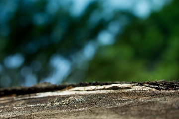 the nature background abstract, blur nature background, green leaf in nature background