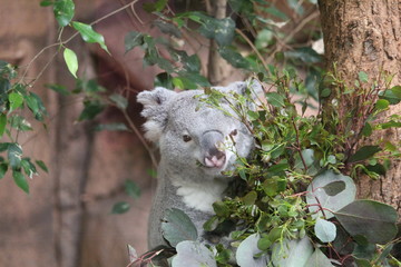 Koala