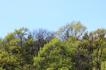 Fototapeta premium 봄의 산에 나무