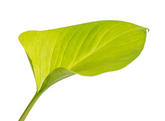 Close up beautiful yellow leaf of Philodendron Golden Heart plant with isolated background