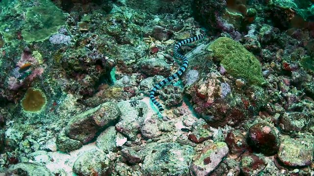 Banded Sea Krait (sea snake) swimming around a tropical coral reef