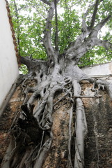 Ville de La Havane, vieux ficus pousse le long d'un mur, Cuba, Caraïbes
