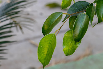 Green leafs on blurry background in a bright sunny day
