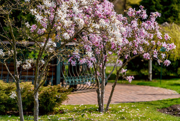 Magnolia tree blossom