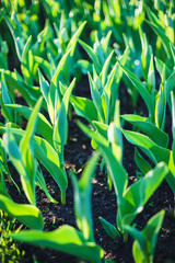 Spring flowers tulips in a flower bed. Pattern of leaves and stems on the ground top view. 
