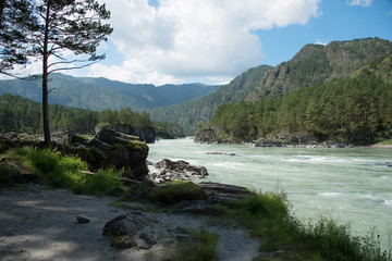 Wildlife Altai. Beautiful Katun river among the mountains in summer