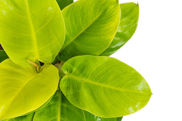 Top view of Philodendron Moonlight plants, beautiful collection of light green leaves