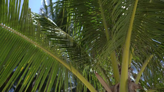 Sunshine through palm leaves with sun background