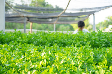 Nature fresh green celery vegetable in the garden, celery growing up on background